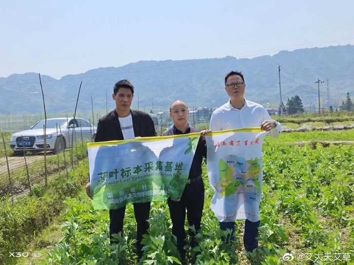 湖南汉众农业发展有限公司,怀化天然七角艾草植物种植,怀化艾制品制造销售