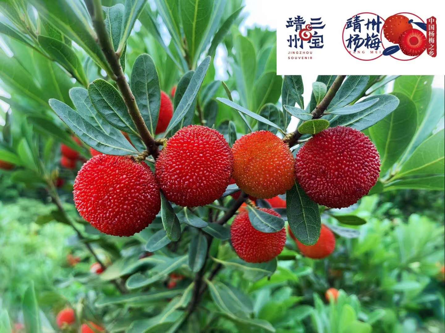 湖南汉众农业发展有限公司,怀化天然七角艾草植物种植,怀化艾制品制造销售 湖南汉众农业发展有限公司,怀化天然七角艾草植物种植,怀化艾制品制造销售